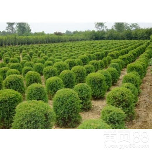 漳州綠化苗木供應 精心培育園林綠化工程的綠色基石
