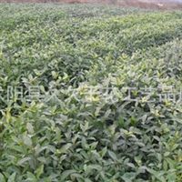 沭陽縣久久干花工藝品廠 匠心雕琢干花藝術，綠化工程中的自然之美