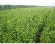 西安花鄉 千年古都的綠色心臟 —— 專業園林綠化與苗圃基地全景探訪
