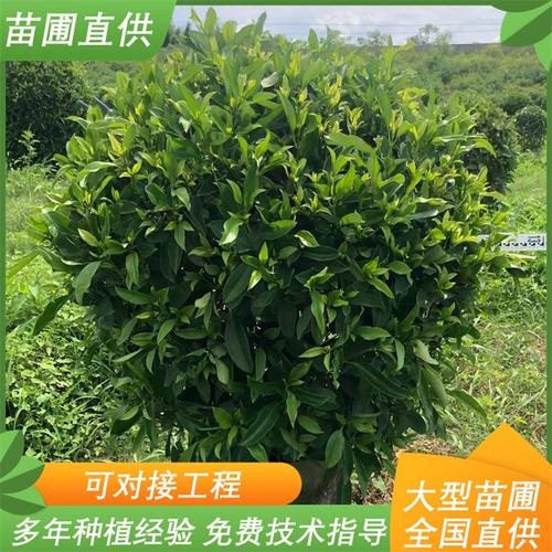 非洲茉莉球 園林景觀綠化工程 造型優美 道路常綠灌木